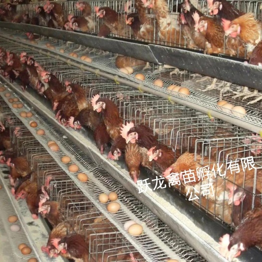 南宁黄羽高产蛋鸡苗 海蓝褐多蛋鸡