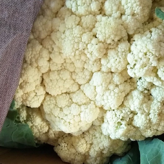 东台市祥云75菜花  大量供应优质祥云有花菜，单棵二斤左右，面白