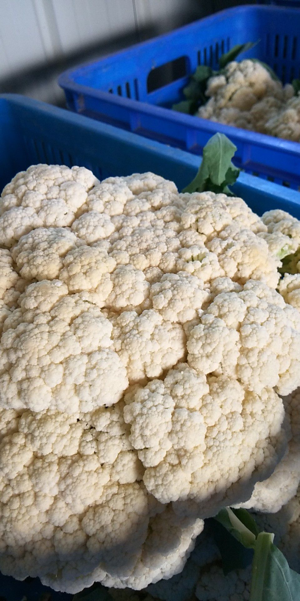 祥云75菜花  大量供应优质祥云有花菜，单棵二斤左右，面白