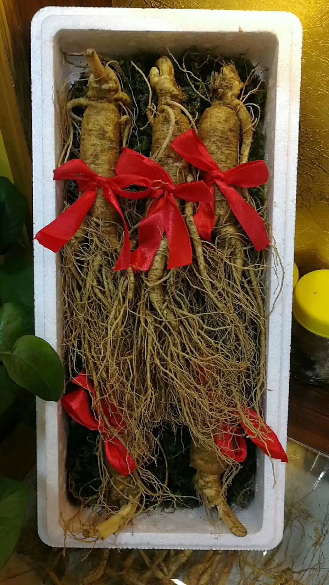 园参 无须生晒参