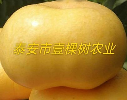 泰安中油蟠7号桃苗 1~1.5米 
