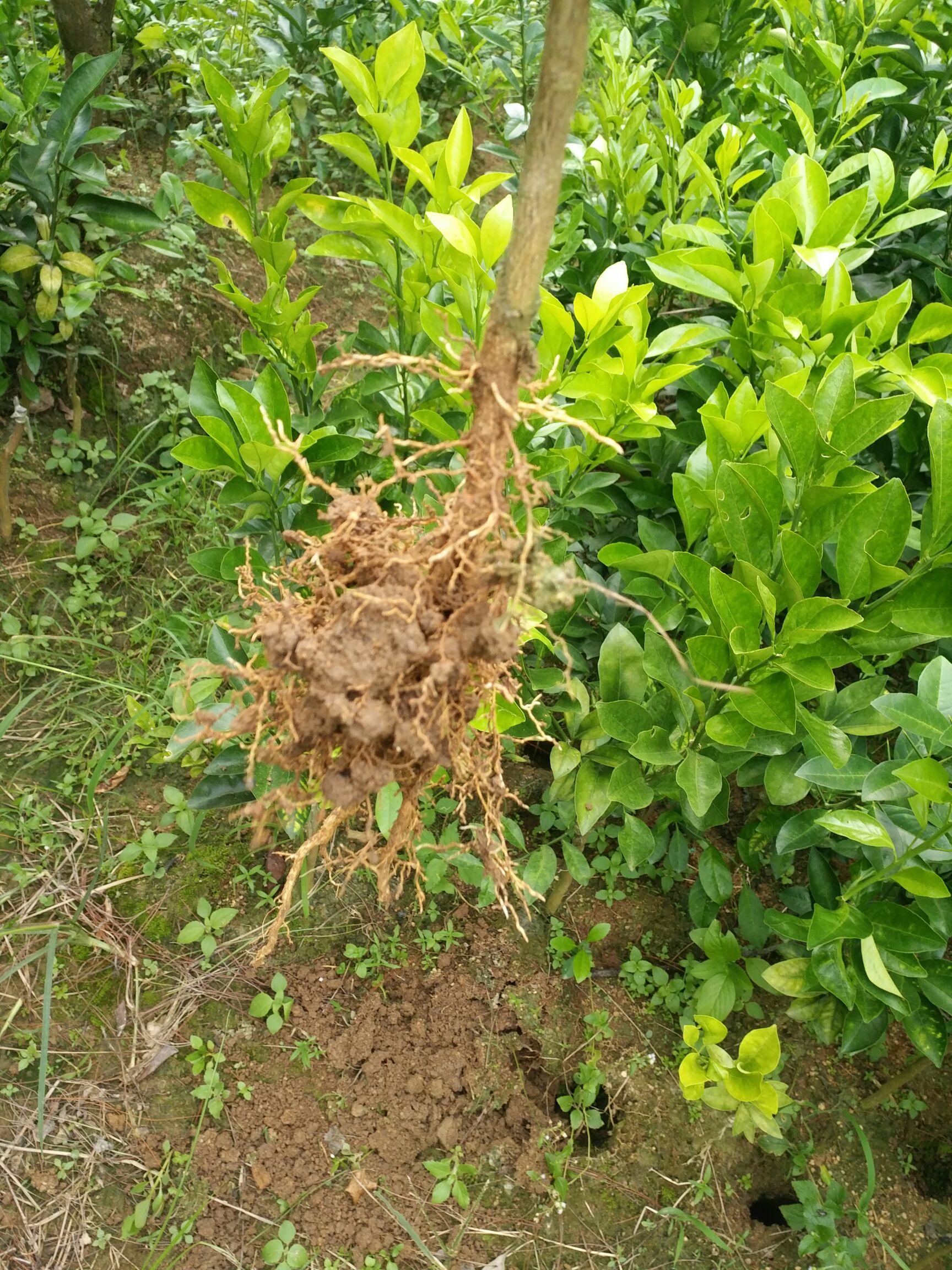红心橙苗 嫁接苗种植第二年结果 1