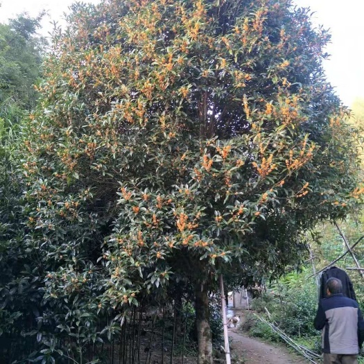咸宁丹桂 精品朱砂桂大量货源，诚信远招千里客，合作共赢
