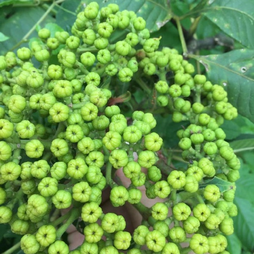 大竹县吴茱萸苗  中花吴茱萸  扦插苗