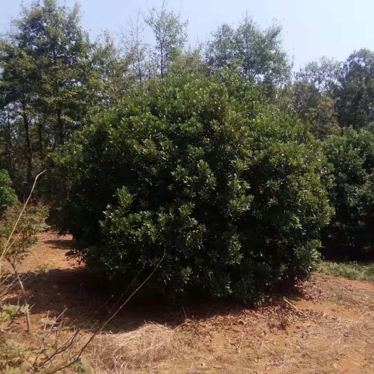 九江杨梅树  东魁，黑炭精品杨梅，落地冠