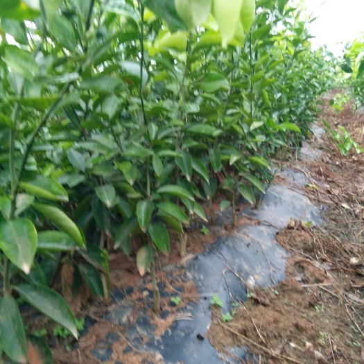 樟树市枳壳苗 江西樟树商洲枳壳稼接苗