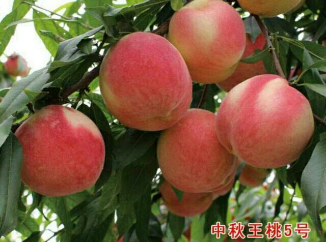 武陟县突围桃苗  中秋王桃