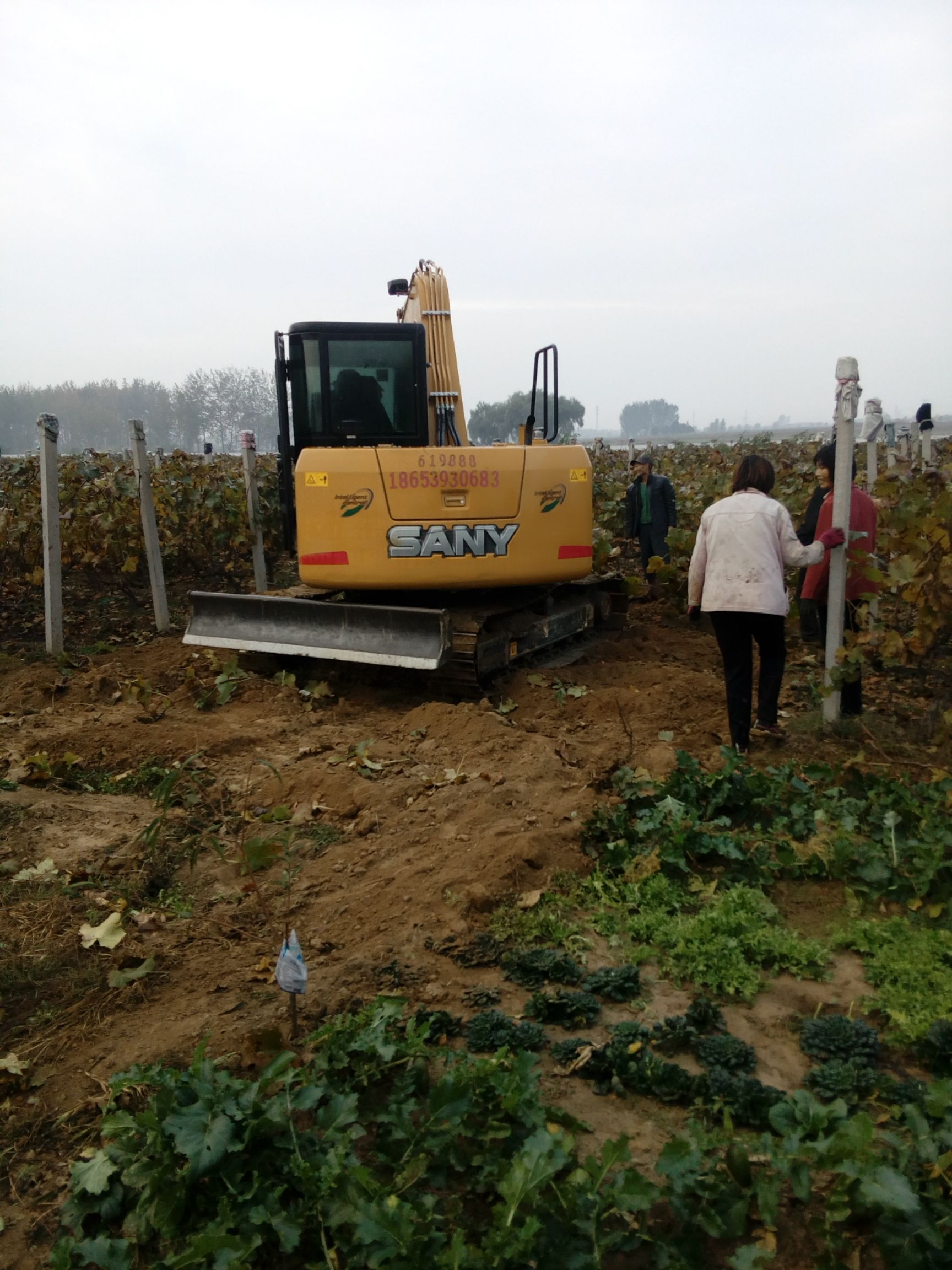 蓝宝石葡萄苗  市场前景比较好的蓝宝石葡萄