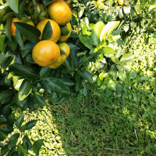 钟山县沙糖桔 5 - 5.5cm 1两以下