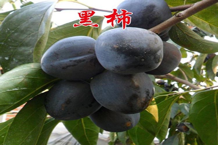 平邑县黑柿苗