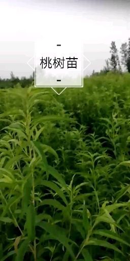 泰安毛桃苗 0.5~1米