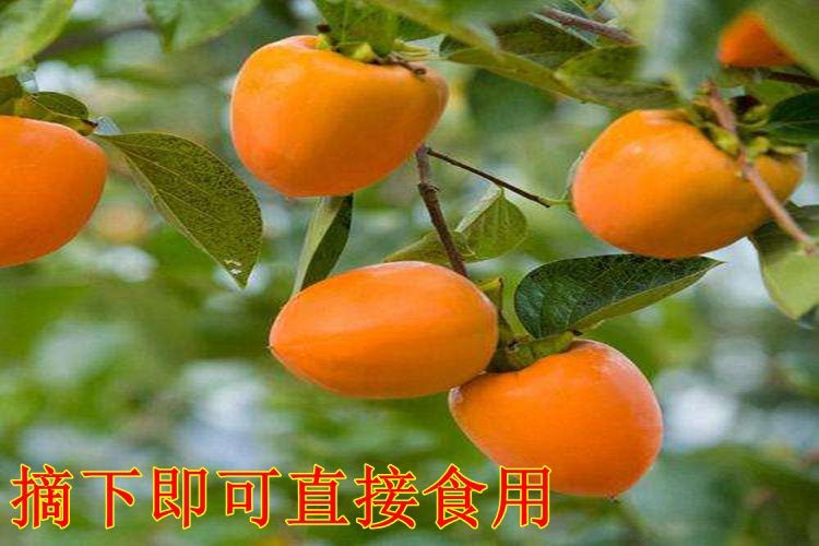 平邑县阳丰甜柿苗 