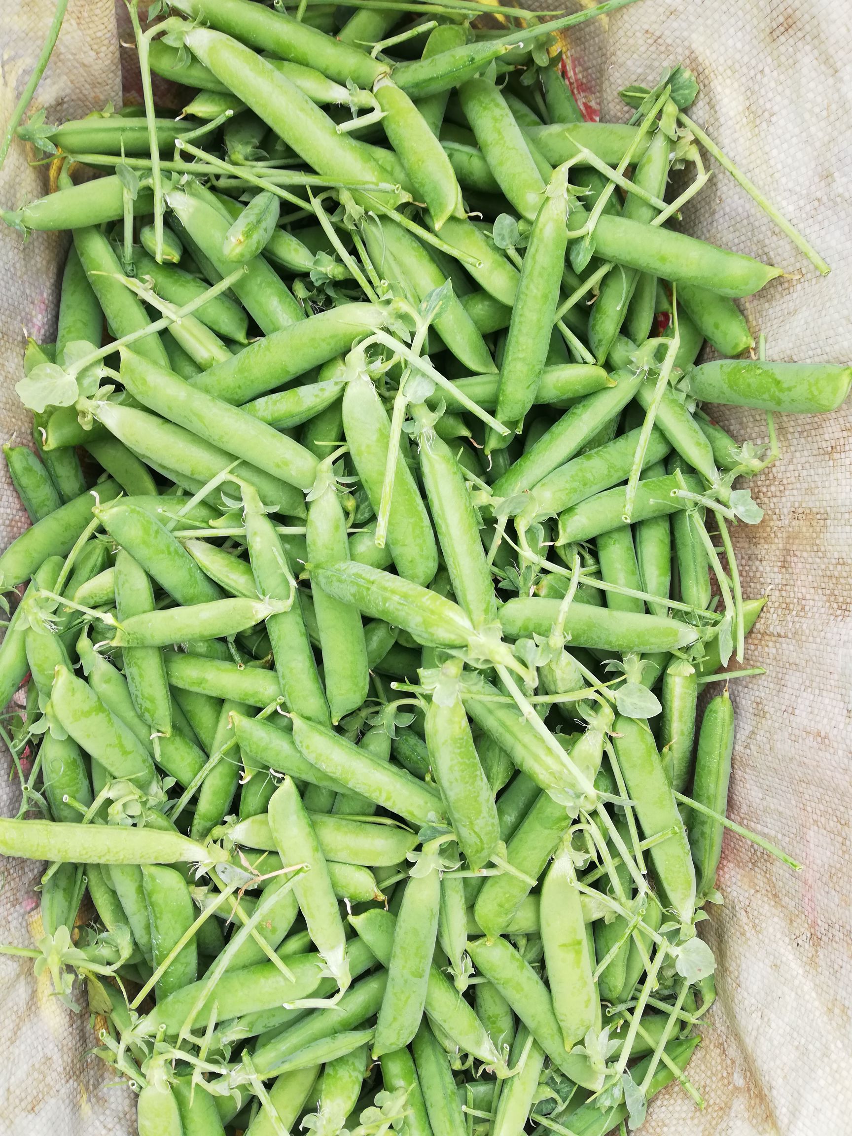 孟德尔高茎豌豆图片