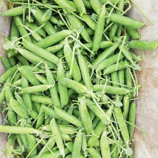 南华县长寿仁豌豆 7-10cm 饱满 