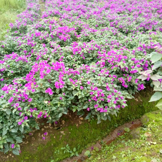 宜宾紫花三角梅 1.0~1.5米