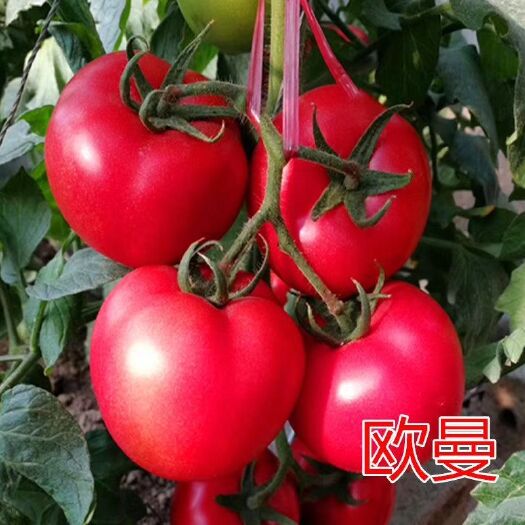 寿光市西红柿种子  荷兰 越冬早春专用粉果种子  欧曼