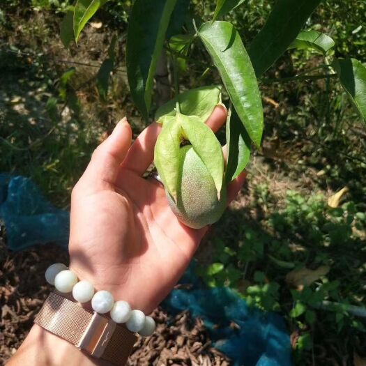 灵山县荔枝味百香果苗