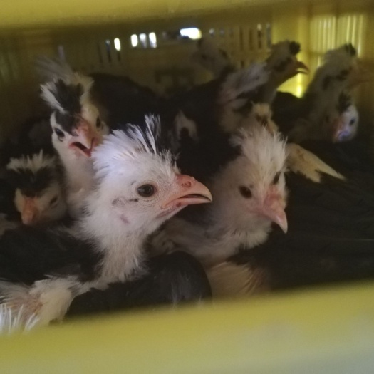 南宁贵妃鸡苗 统货