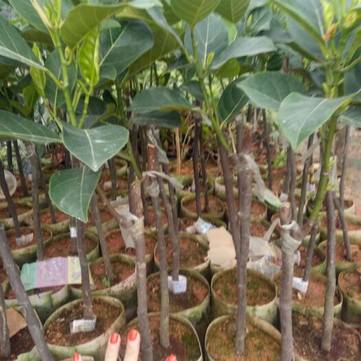 灵山县红肉菠萝蜜苗 