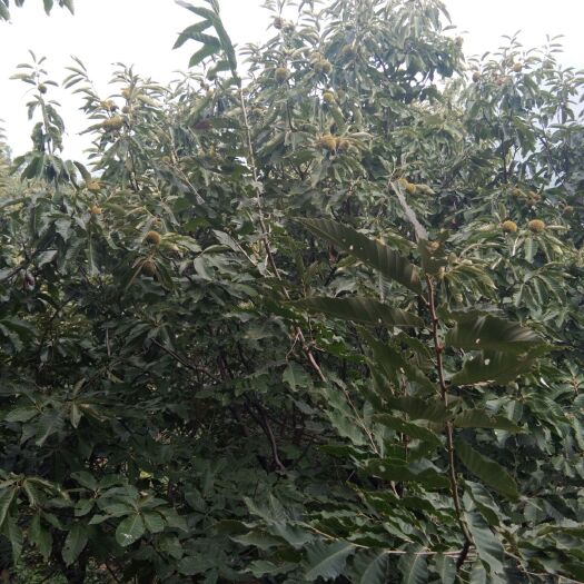 泰安泰山板栗苗 嫁接苗 1.5~2米 