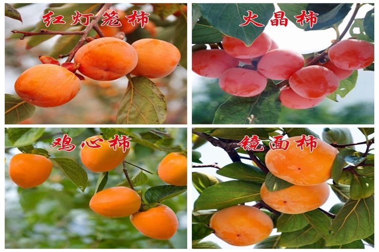 平邑县火晶柿子苗