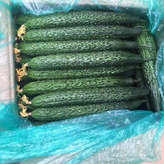 弥渡县密刺黄瓜 15~25cm 