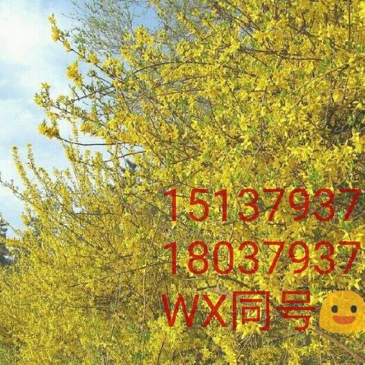 嵩县迎春花 