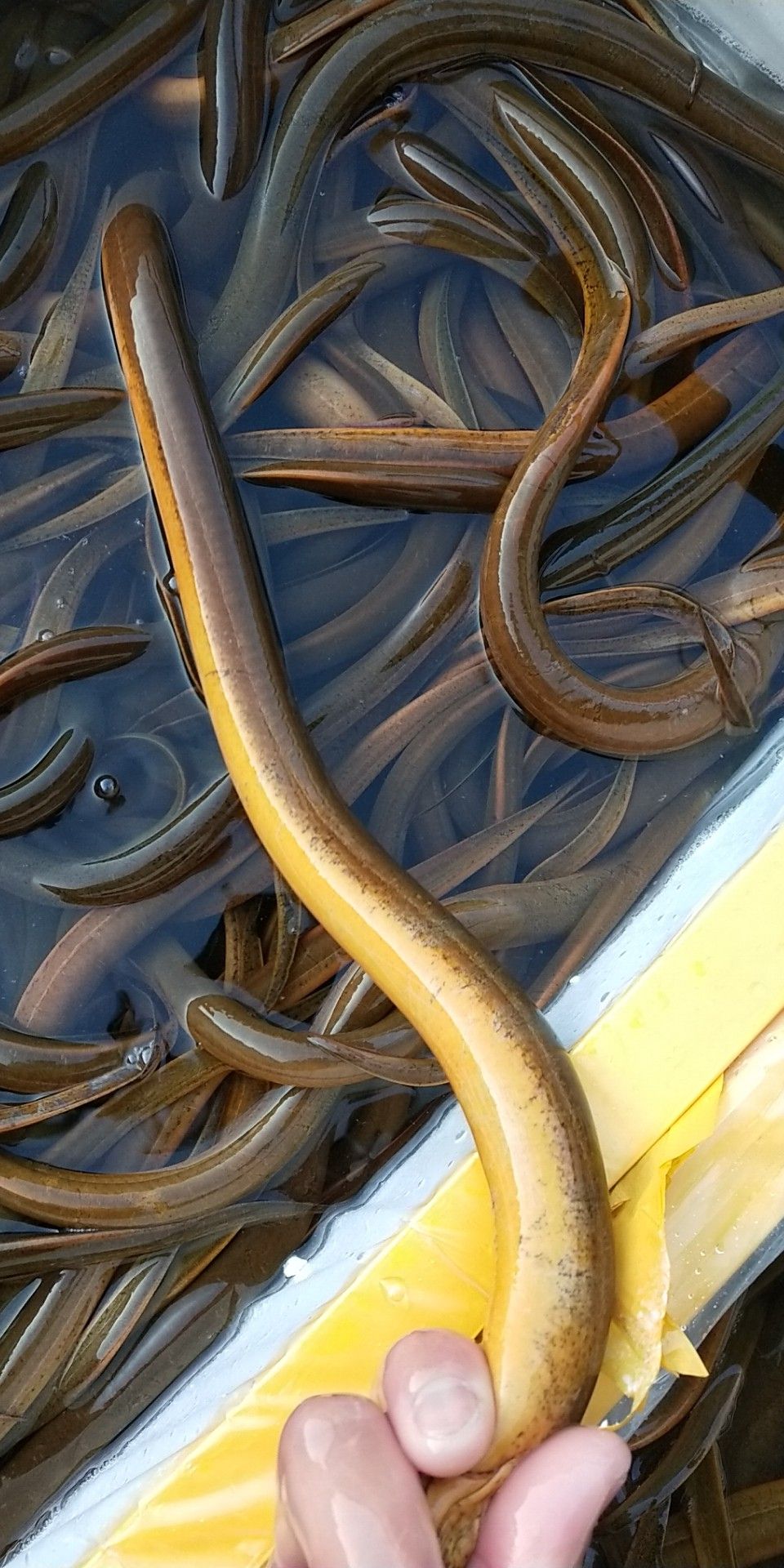 缅甸黄鳝