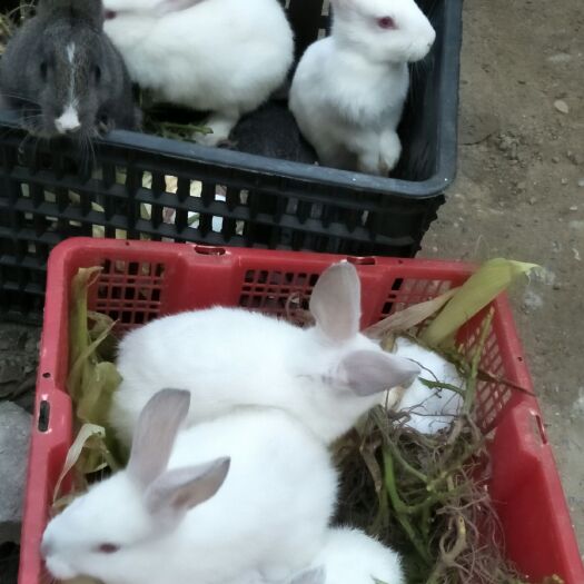镇宁县肉兔 1斤以下