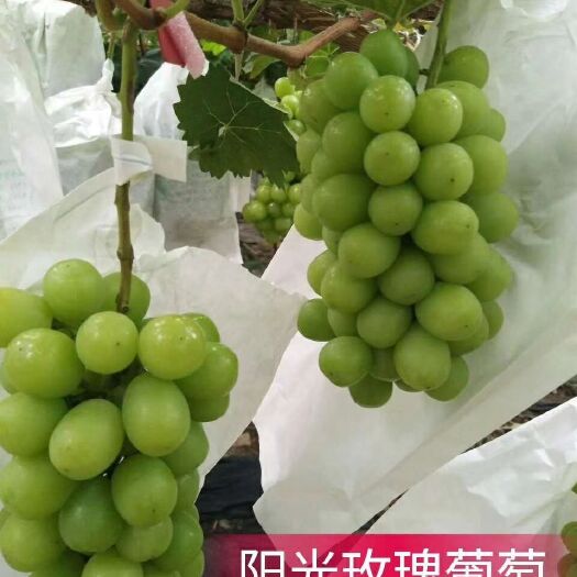 营口阳光玫瑰葡萄苗  阳光玫瑰葡萄   果色脆绿  甜度 目