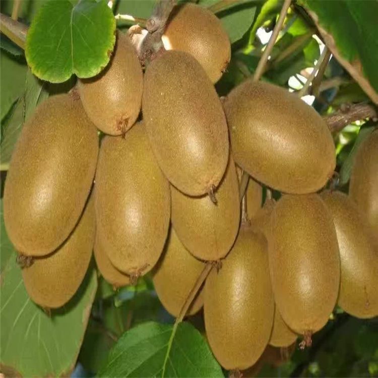 徐香猕猴桃苗  死苗补发成活率95%以上红心，绿心，黄心猕猴