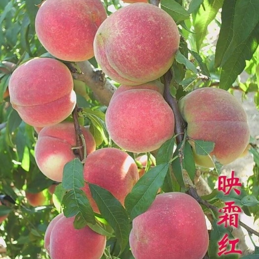 平邑县沂蒙霜红1号苗 1~1.5米 