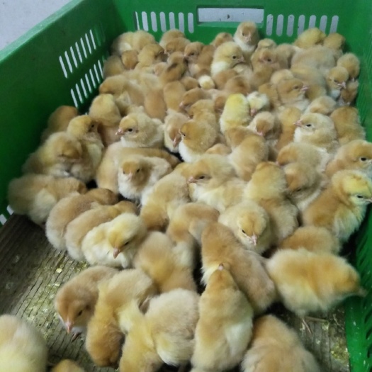 广州三黄鸡苗