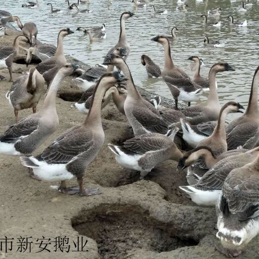 汕头马岗鹅苗 