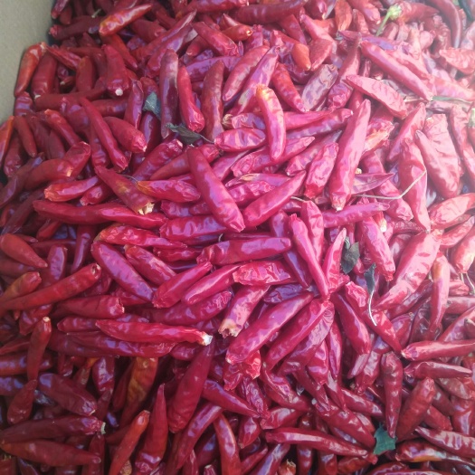 蠡县包邮朝天椒干辣椒  精品辣椒，精品新一代辣椒，朝天椒.