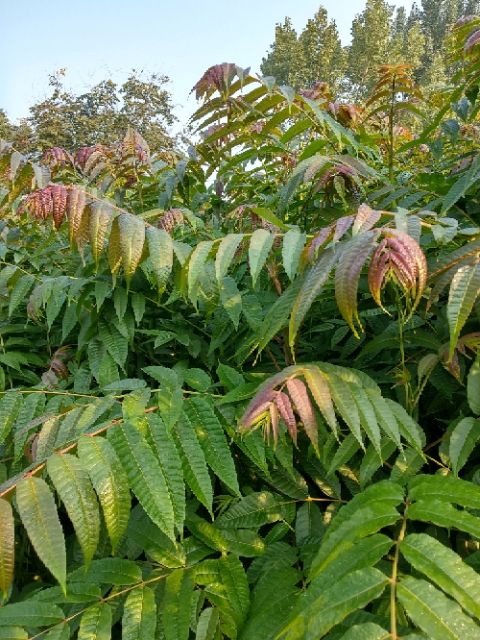 紅油香椿苗 2公分以下