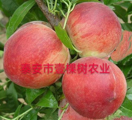 泰安新川中岛桃苗 1~1.5米 