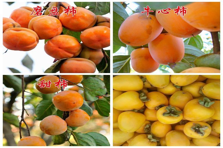 平邑县甜心柿苗