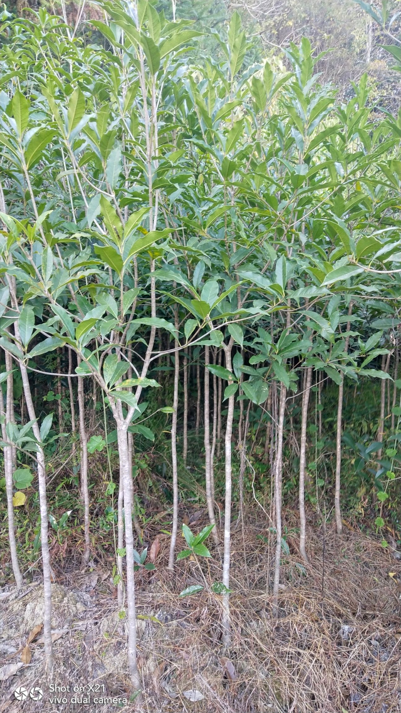 金桂，基地直销2一20公分高杆金桂，分枝1.5一2米，大量