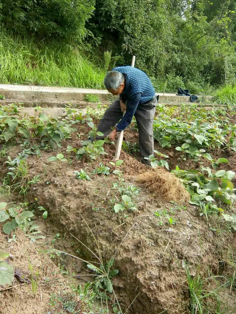 红阳猕猴桃苗  猕猴桃苗  高山野生猕猴桃籽播苗，