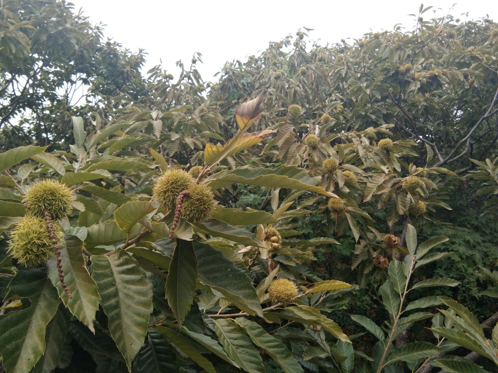 泰山板栗苗 嫁接苗 1.5~2米 