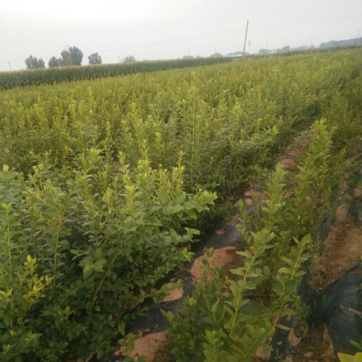 临沂公爵蓝莓苗