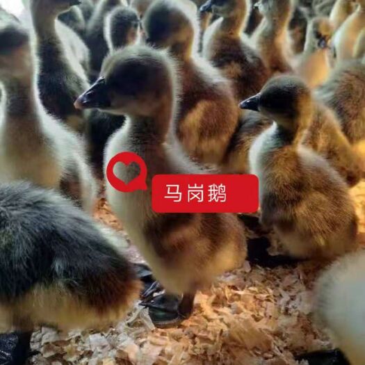 南宁马岗鹅苗