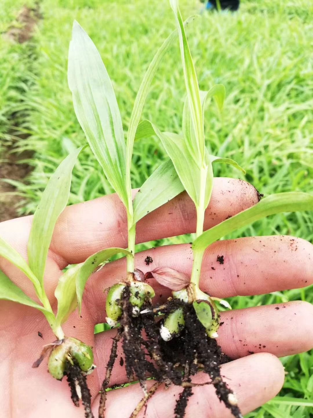 白芨苗价格多少钱一株(白芨苗价格多少钱一株啊)