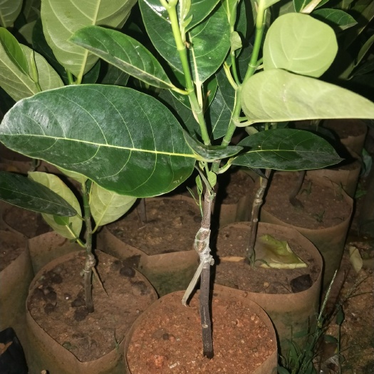 越南菠萝蜜苗 