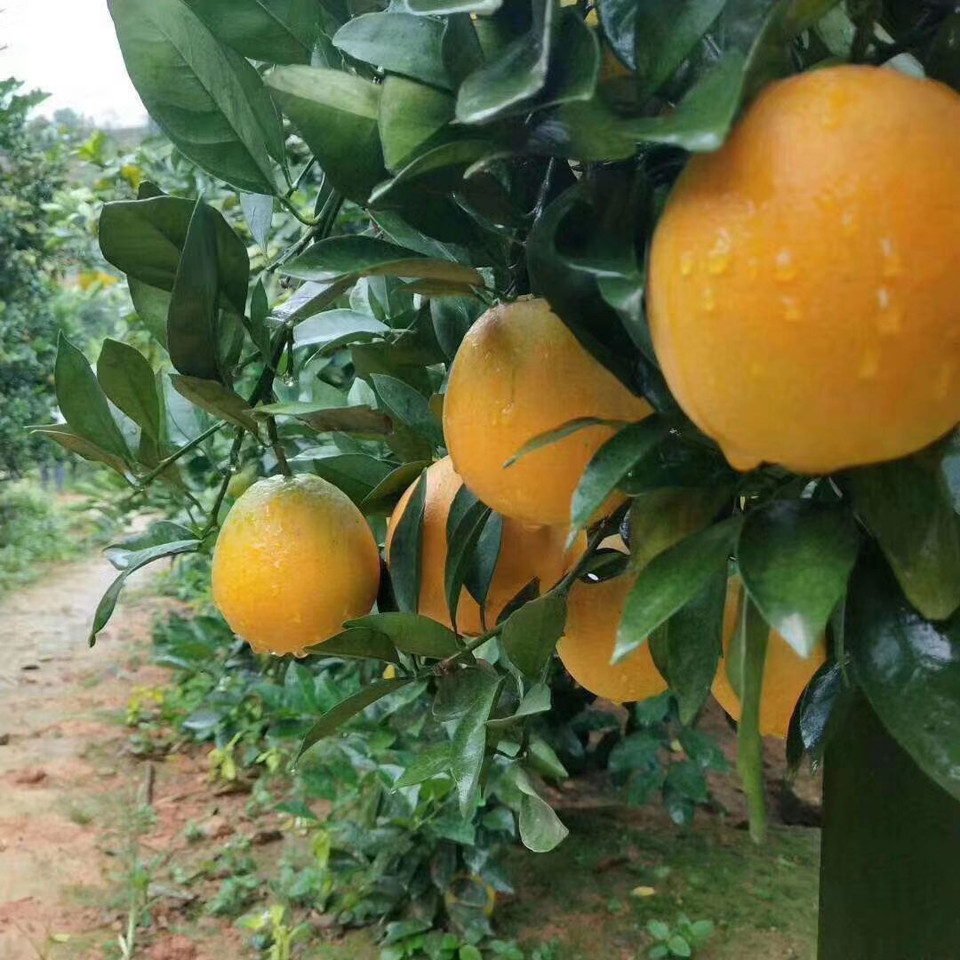 赣南脐橙 60 - 65mm 4两以下 