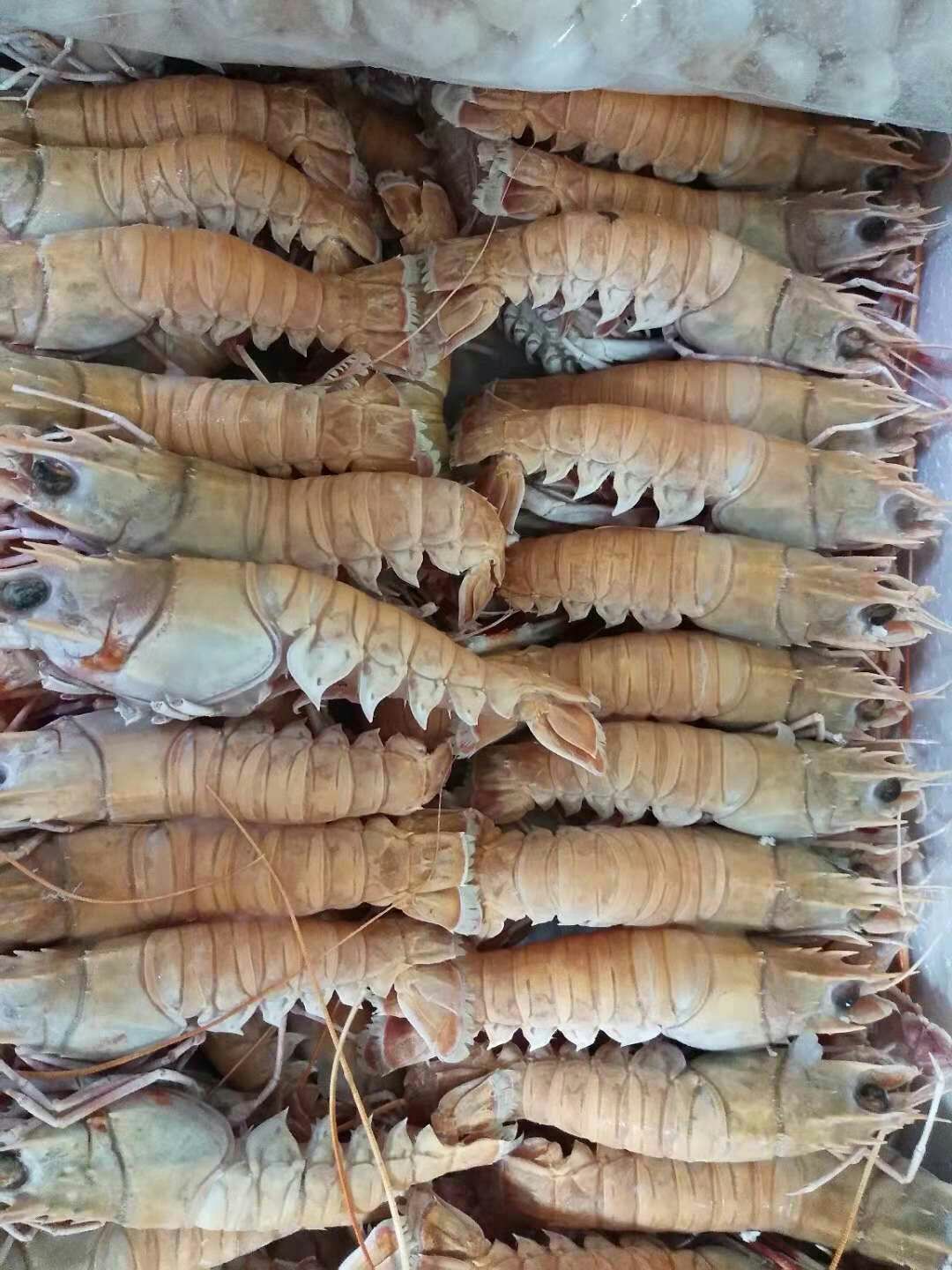 济南东海鳌虾 