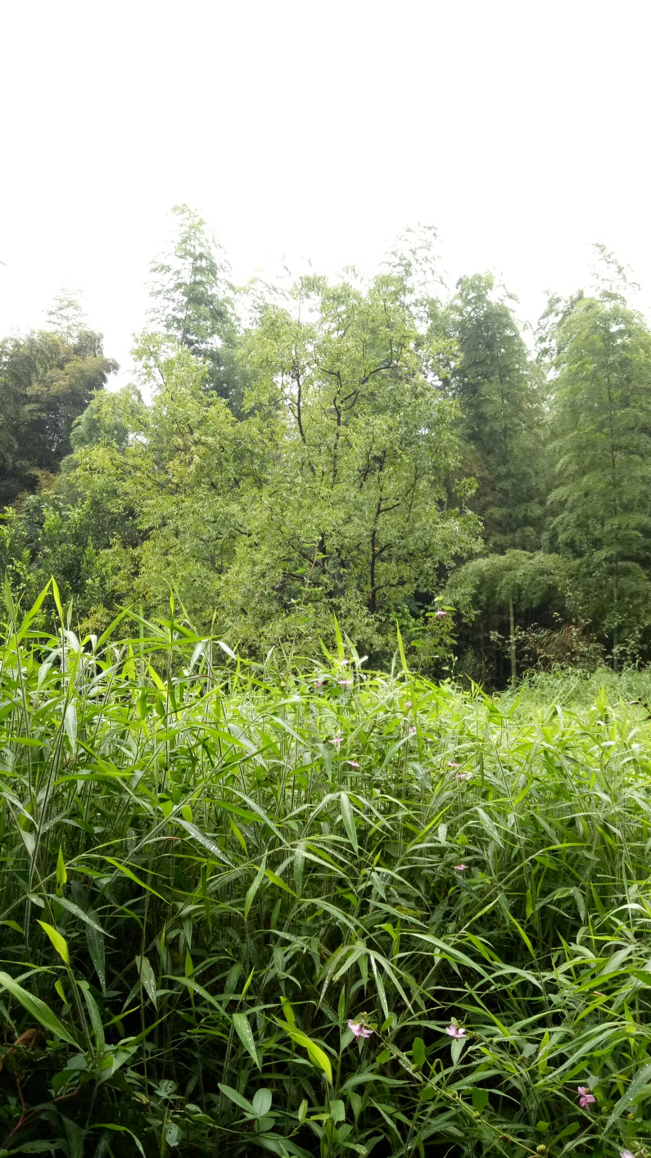 宅基地  养值林地  竹林地  山林