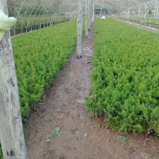 日照小龙柏 床苗基地，质优价廉。诚信经营，欢迎各位老板前来选购。