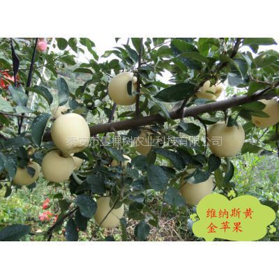 维纳斯黄金苹果苗 1~1.5米